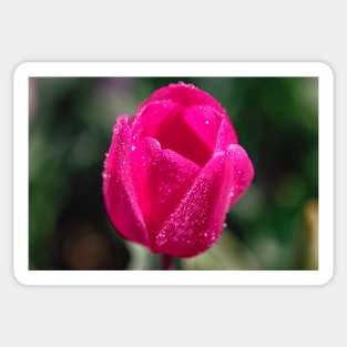 Pink tulip flower Sticker